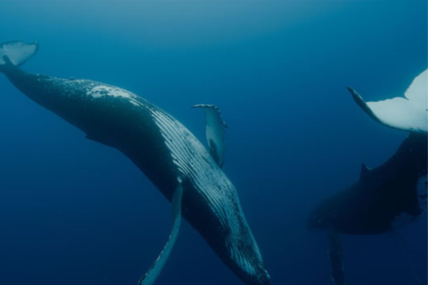 Izdelek brez naslova(20)