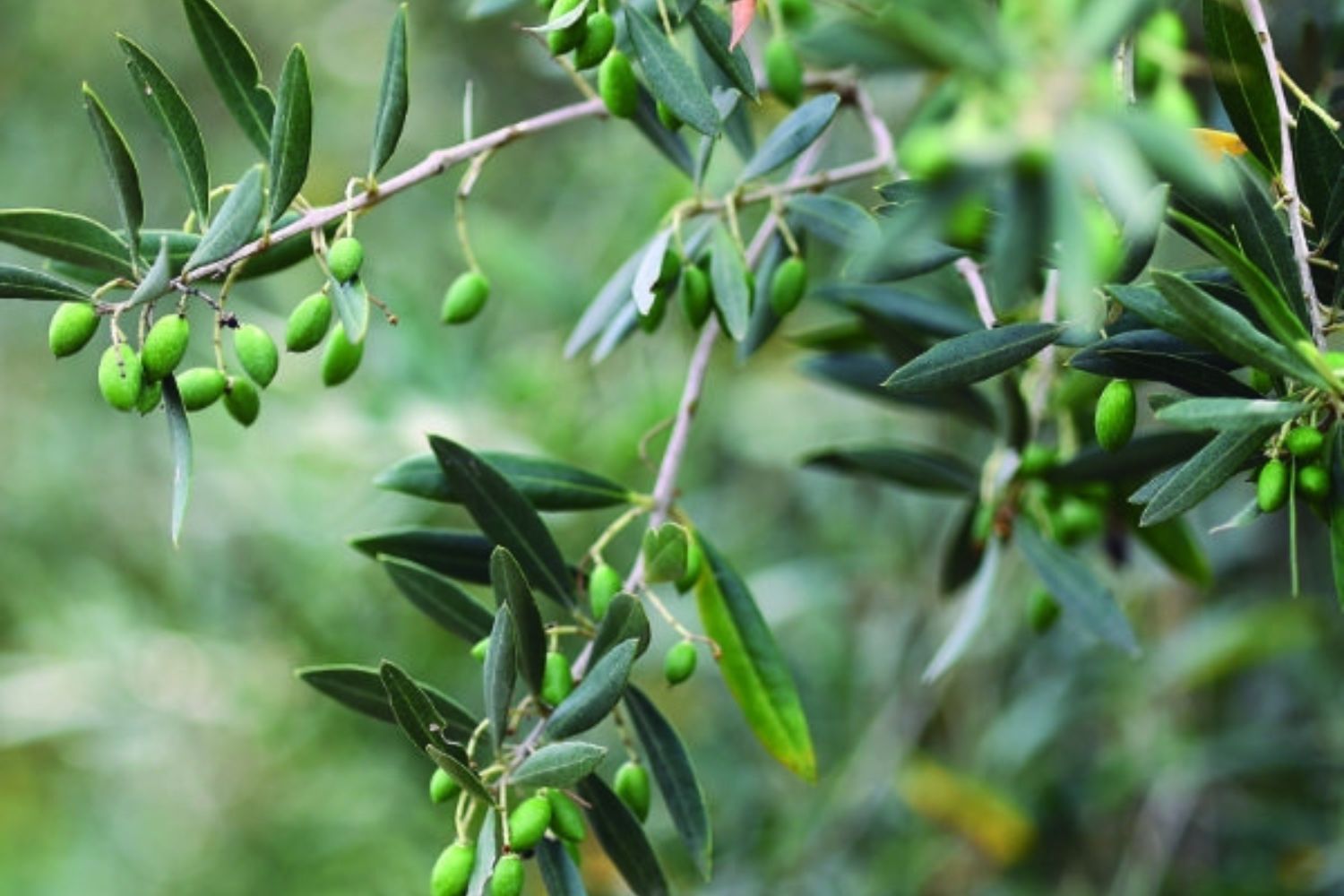 Izdelek brez naslova (11)